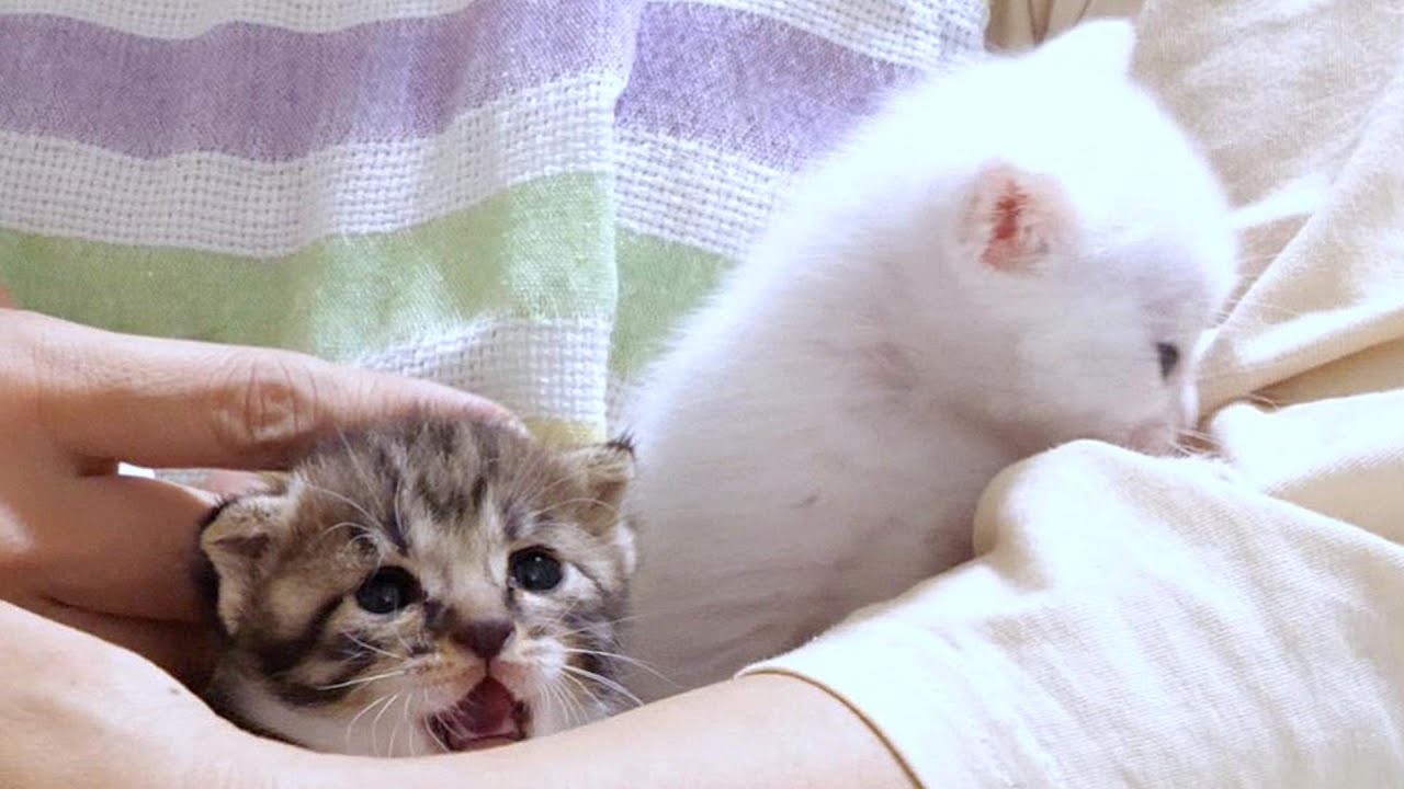 トイレトレーニング室の中の子猫達をずっと見つめる熱い視線に根負けしました【赤ちゃん猫　保護猫】