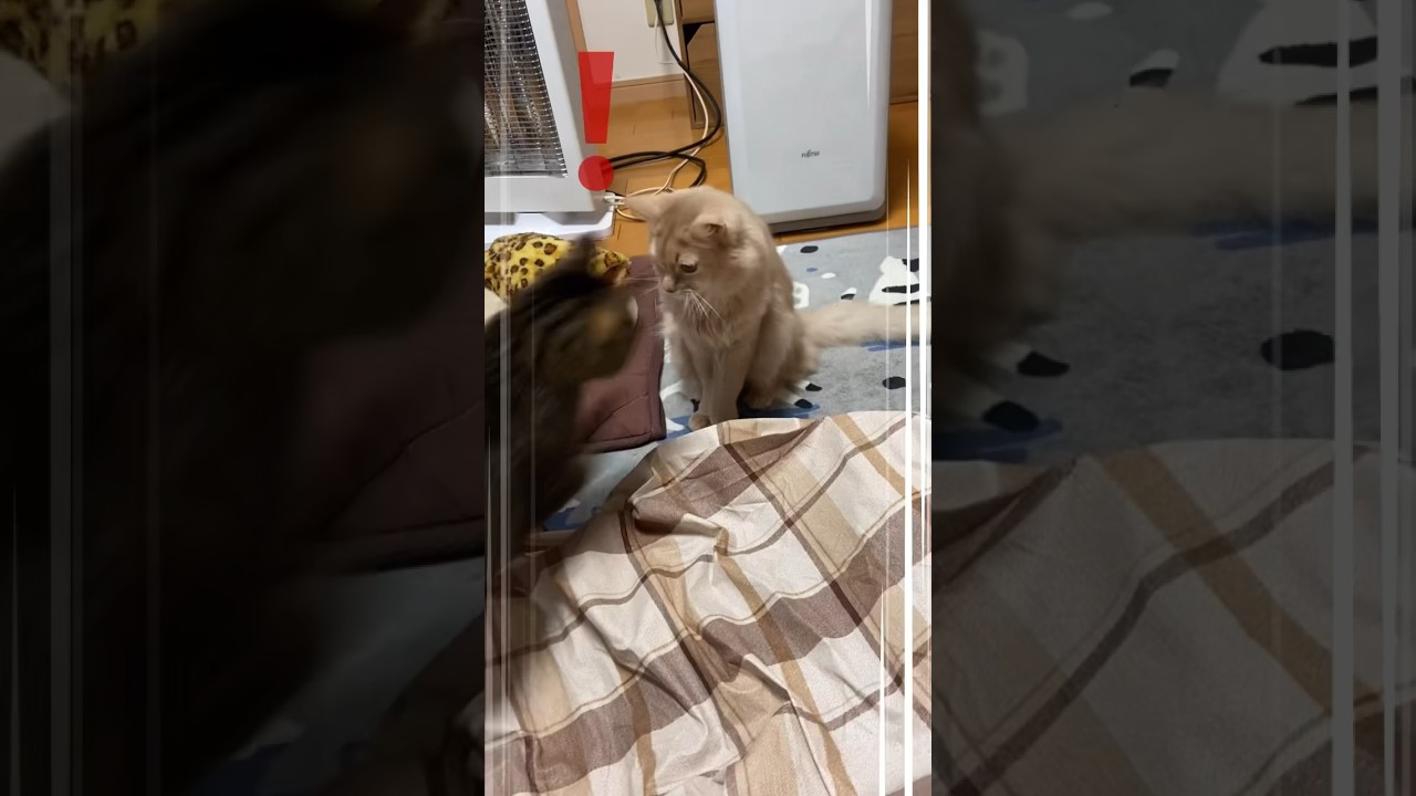 急襲？！#shorts #猫#キジトラ#ソマリ