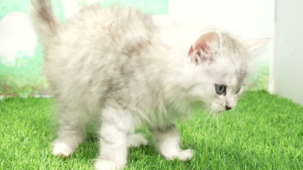Coo&RIKU　No667441　ラガマフィン