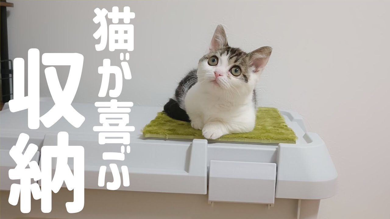 日々の成長が著しい子猫のことを考えて、安全で楽しい収納を用意しました！