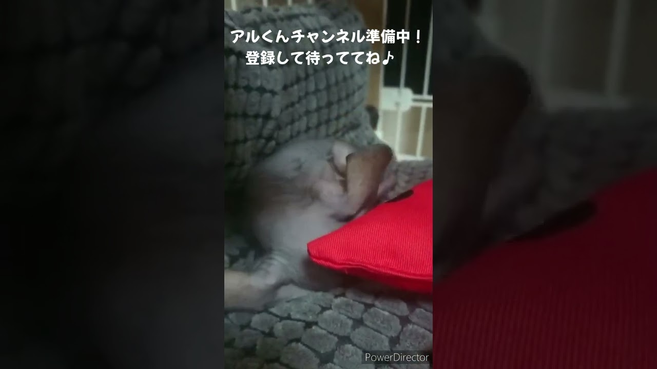 スフィンクス　子猫のアルくん　かわいい寝返り＃shorts