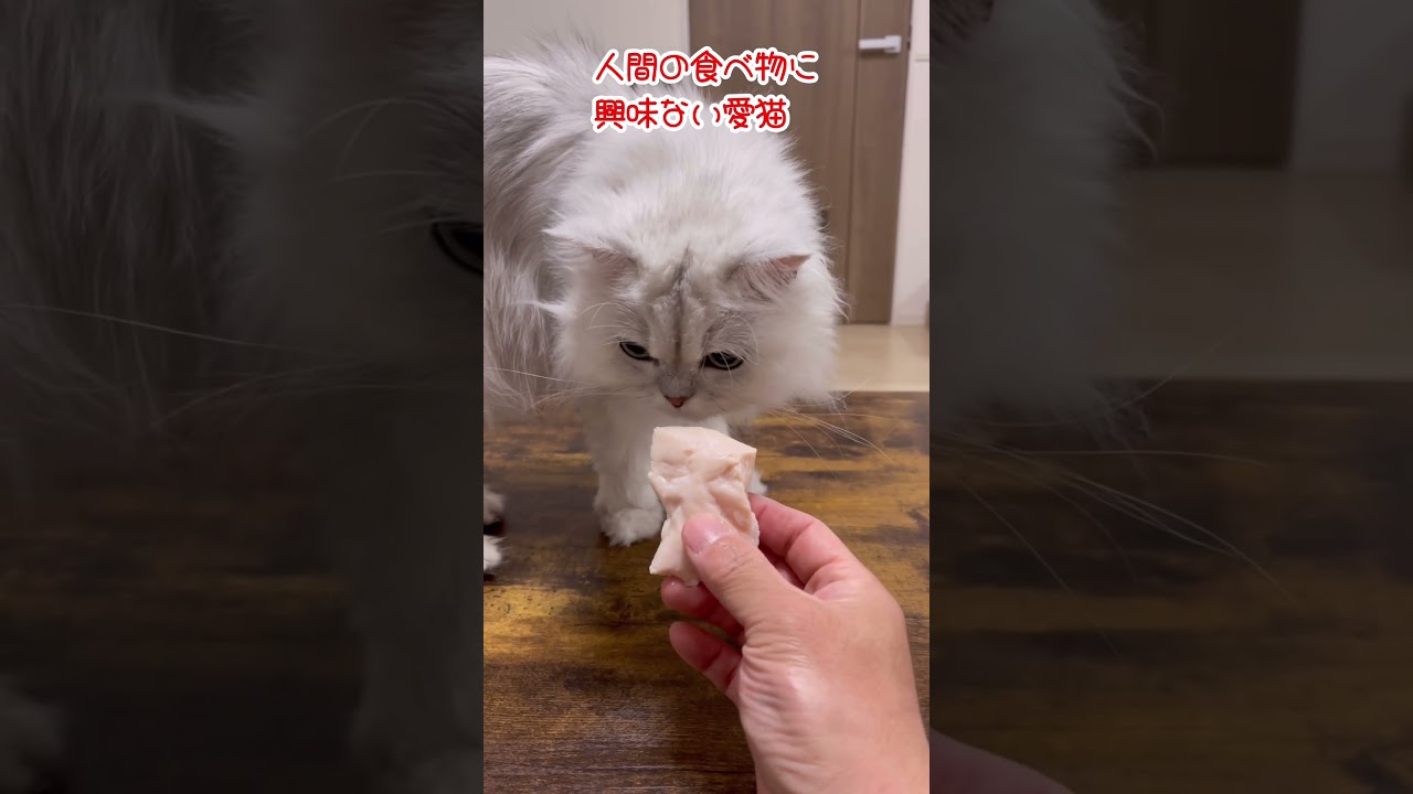 人間の食べ物に興味ない愛猫【ペルシャ】#shorts  #猫動画 #ペルシャ