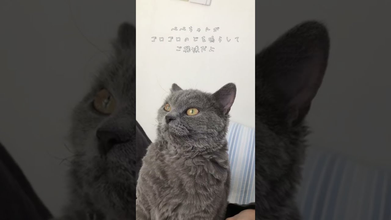 甘えてたと思ったらいきなり大胆になる猫#shorts #猫 #セルカークレックス #cat #selkirkrex