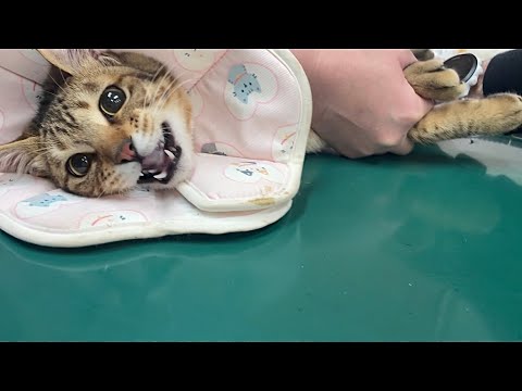 必死に抵抗。保護した3匹の子猫。病院通い、ついに終了か！？