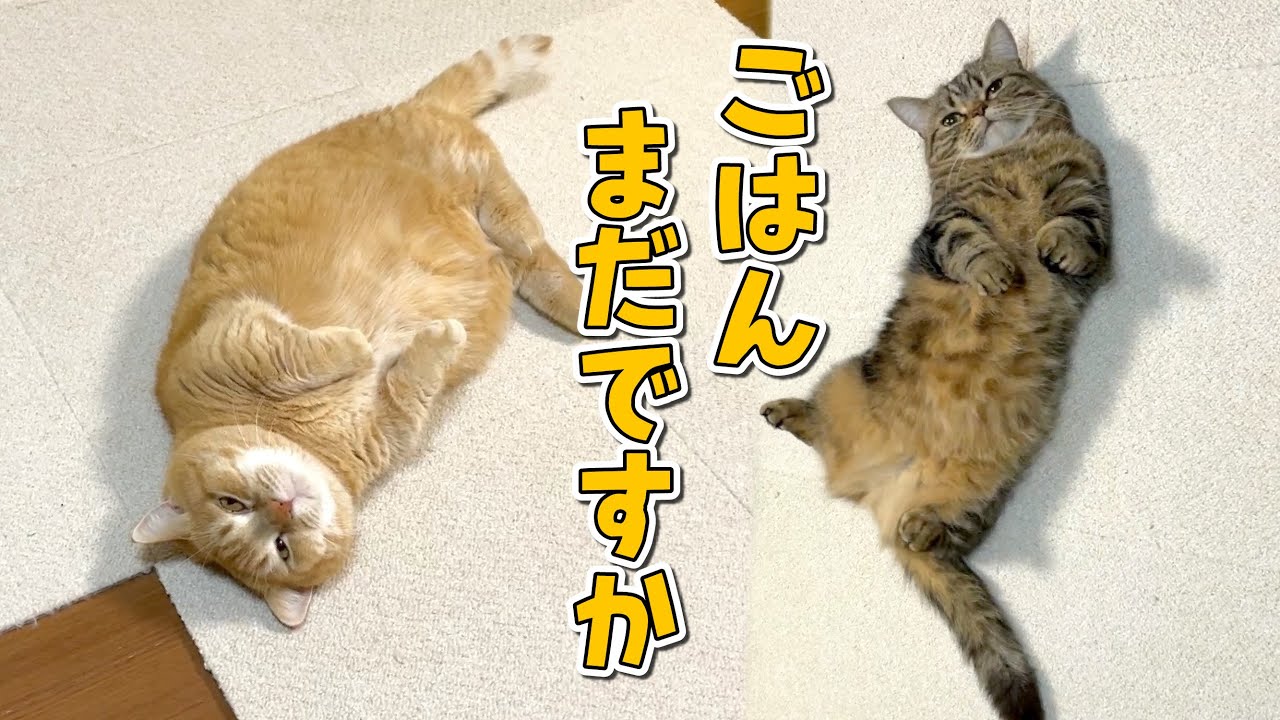 お腹を空かせた猫たちのアピールの癖が強すぎて可愛いw