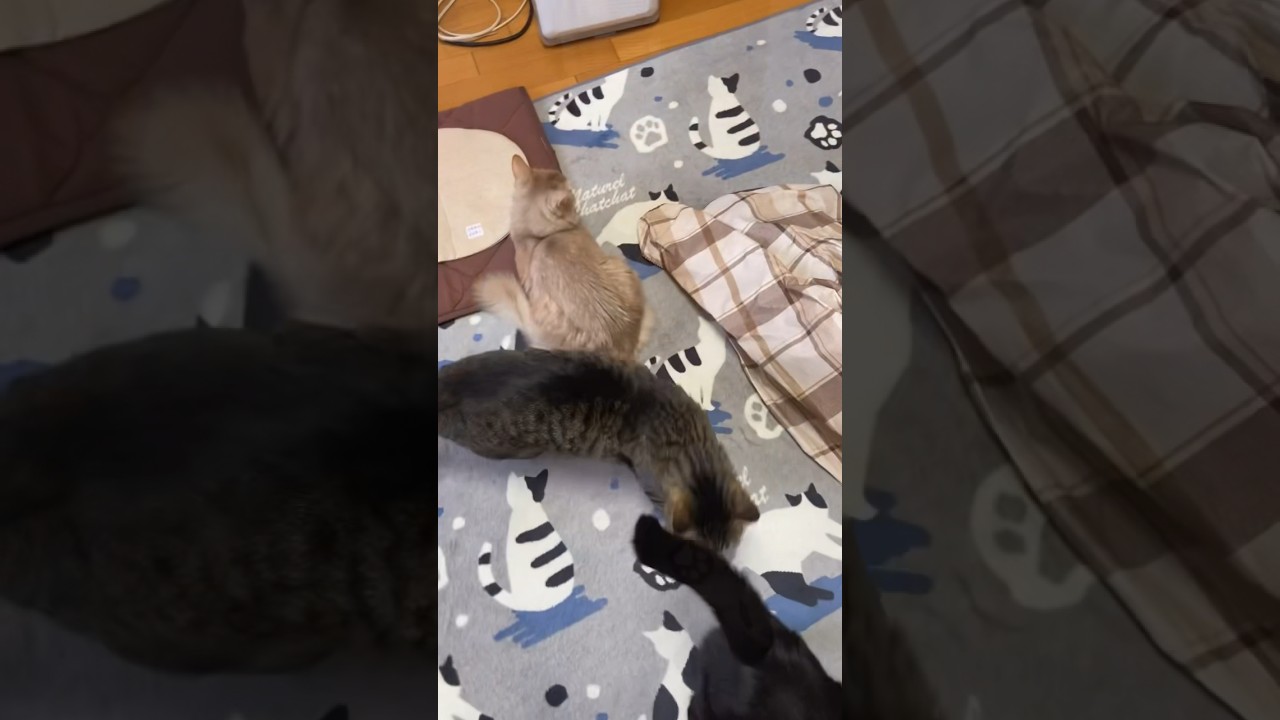 どうしても惹きつけられる#shorts #猫#キジトラ#ソマリ#黒猫