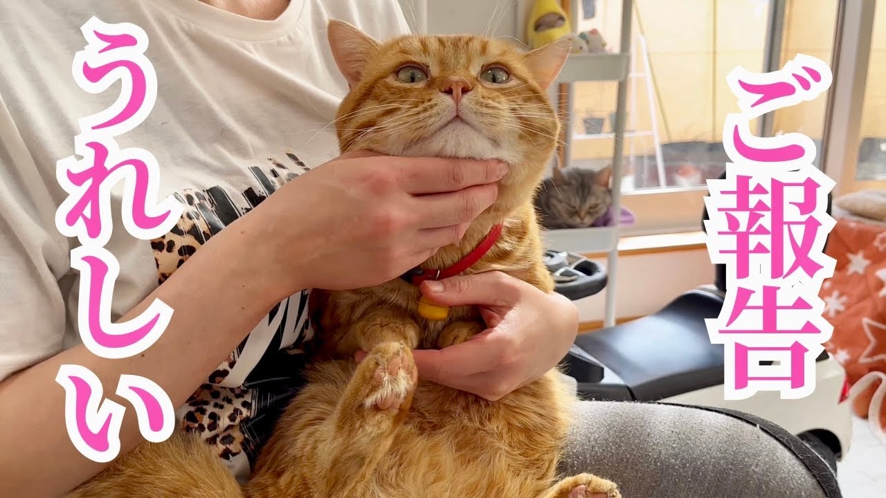 【朗報】愛猫についてうれしいご報告があります！ #猫 #マンチカン