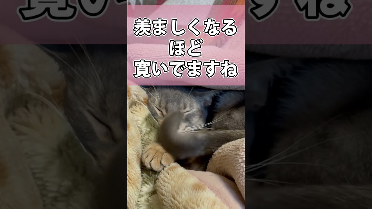 毛布が大好きなうちの猫さん #shorts #猫 #アビシニアン