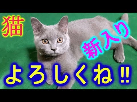 ブリティッシュショートヘアー　猫自己紹介