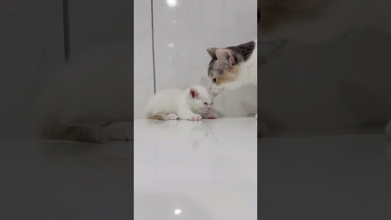 短足マンチカン女の子🩷 【お問合せ詳細は説明欄に記載あります】 #スクーカム #ブリーダー直販 #マンチカン #ミヌエット #ラパーマ #子猫 #子猫販売 #猫 #猫のいる暮らし #猫動画