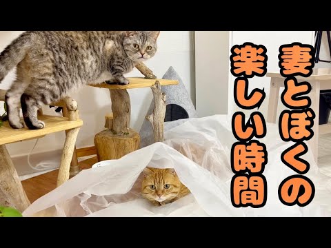 妻とぼくの楽しい時間！ #猫 #マンチカン