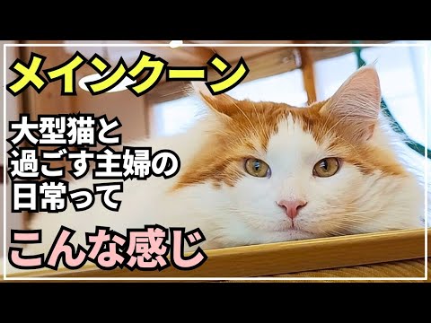 大型猫メインクーンと主婦の日常