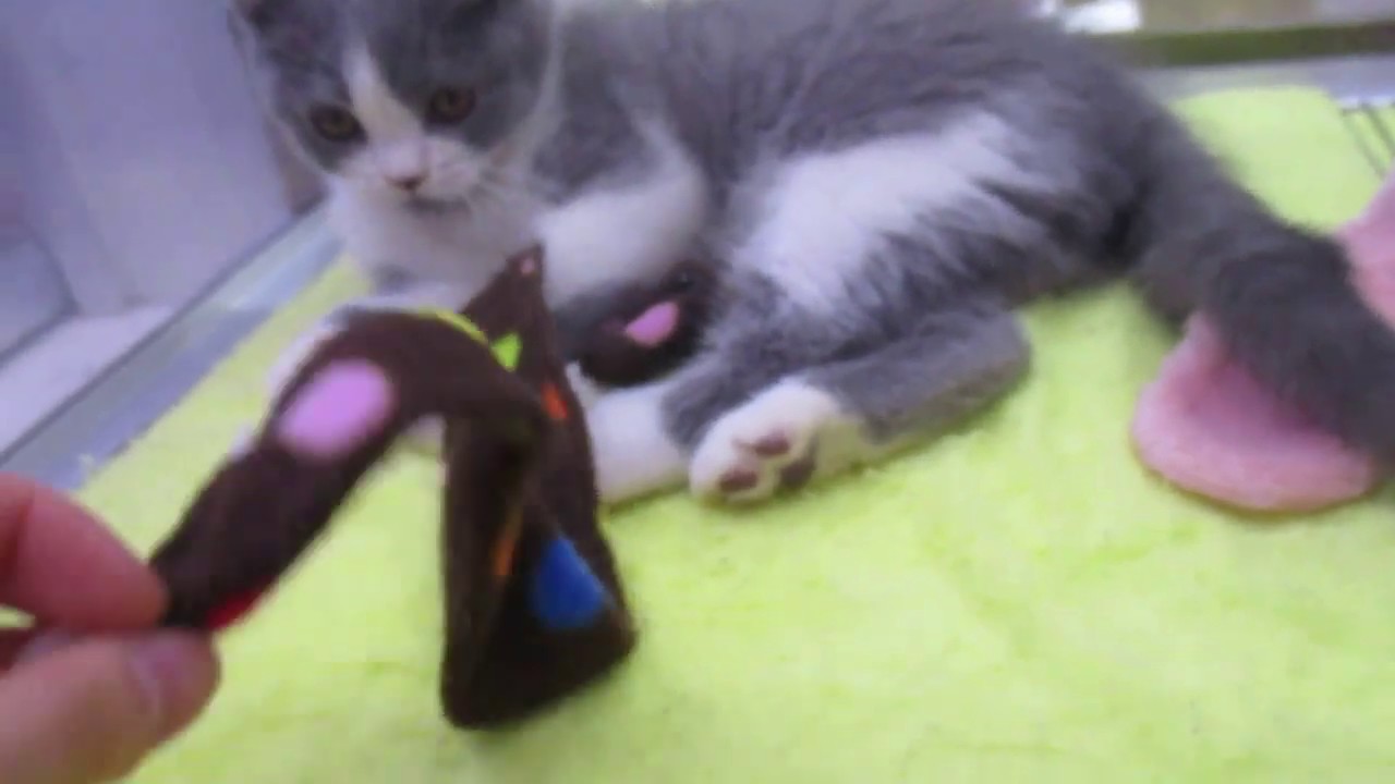 ブリティッシュショートヘアーの赤ちゃん☆