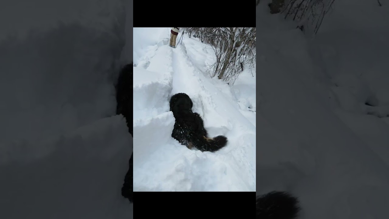 秋田犬のスノーシューデートにバーニーズマウンテンドックも参加　犬とスノーシュー