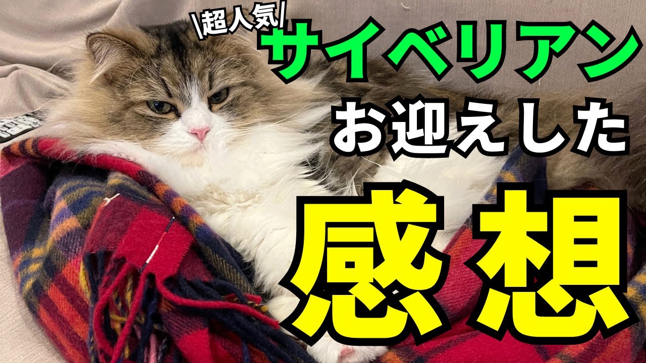 【サイベリアンを飼おうか迷ってる人必見！】サイベリアンをお迎えした感想と飼いやすさについて。
