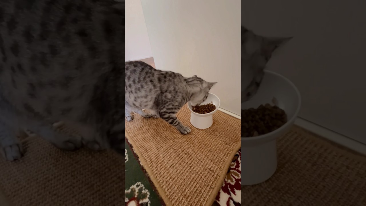陶器のお皿で優雅に食べるニャンズ🥣😻 #cat #ニャン #オシキャット #ベンガル #癒し動画