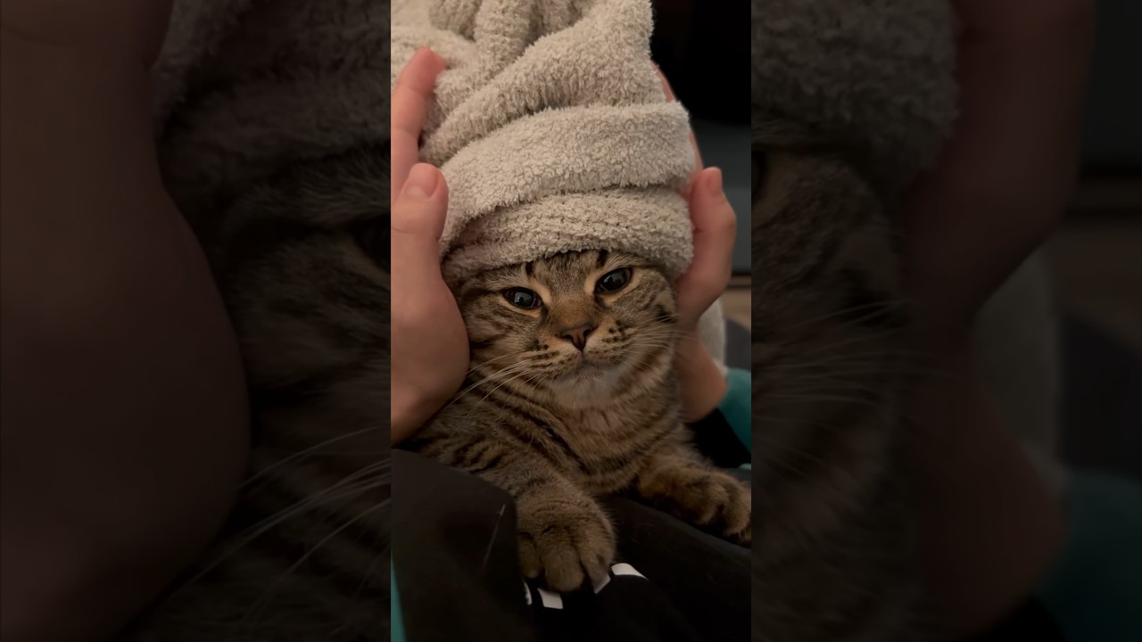 【猫動画】ソフトクリームになると急に落ち着く子猫www #shorts