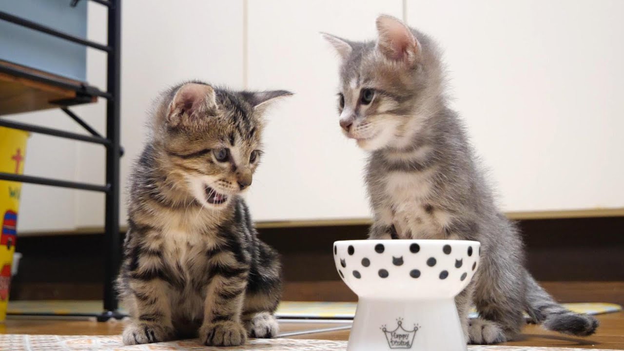 隣のご飯が気になる子猫がパクリ【赤ちゃん猫　保護猫】