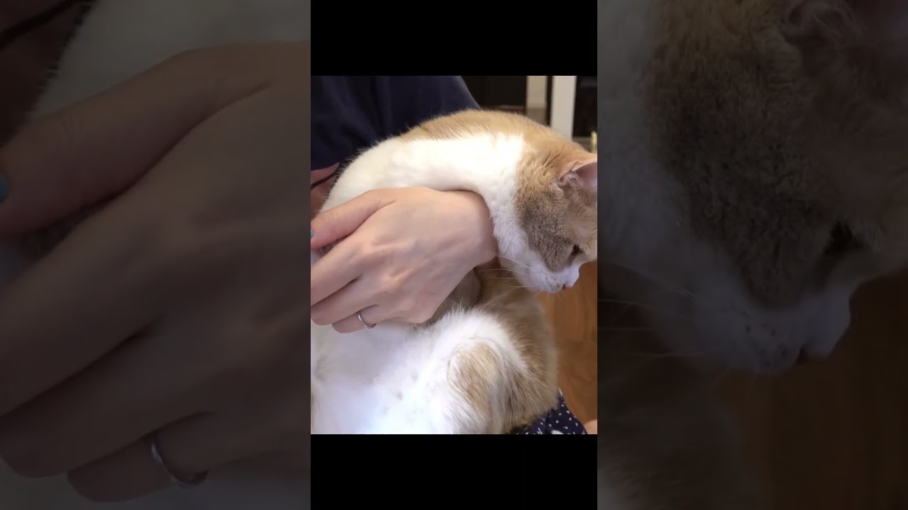 可愛い肉球のはみ出し毛をバリカンでお手入れします🐱#スコティッシュ #子猫#猫との暮らし