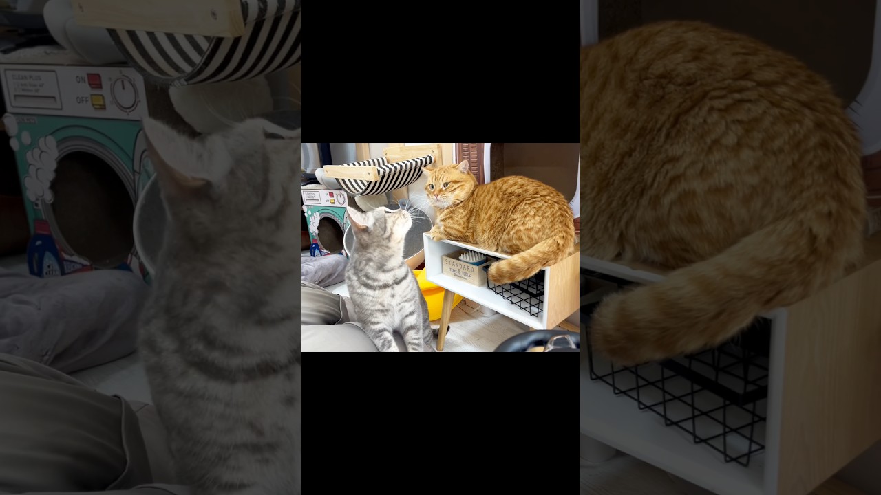 ぽちゃくんが『こいつうっとうしいな』と思った瞬間！ #猫 #マンチカン #shorts
