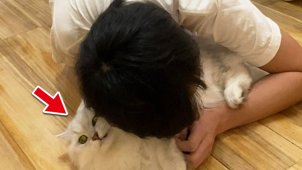 嫌がりながらも抱かせてくれる猫【ペルシャ猫 チンチラシルバー】