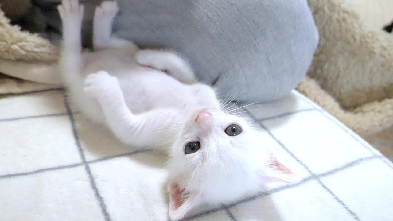 寝起きの子猫達が大暴れしたのでミルクを飲ませて落ち着かせました【赤ちゃん猫　保護猫】