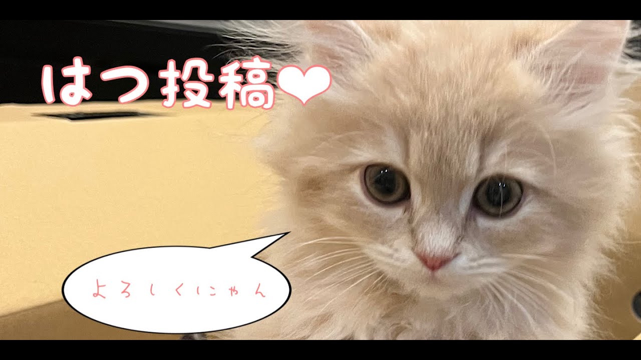 ラガマフィンの赤ちゃんが家にやってきた