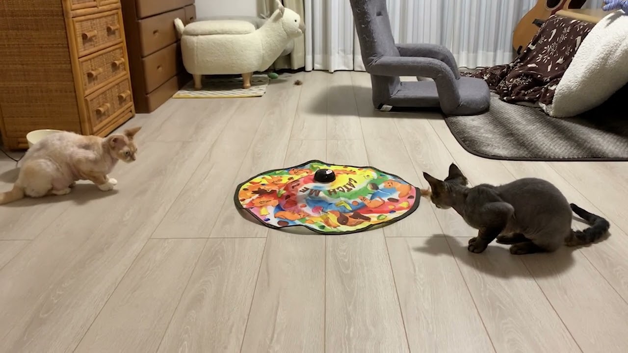 自動おもちゃで遊ぶデボンレックス兄弟(Devon Rex brothers playing with a toy 'Catch me if you can 2')
