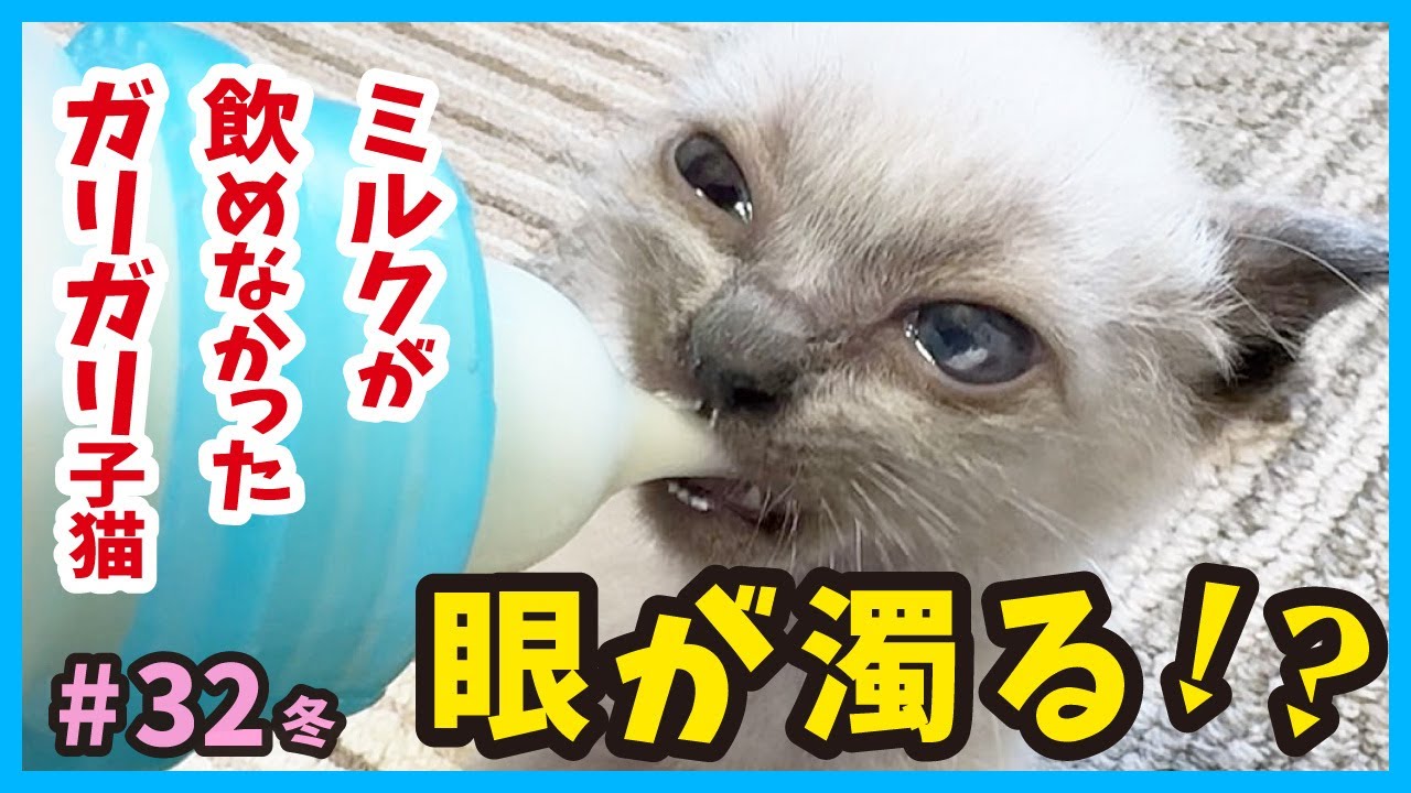 【痩せた子猫】生死をさまよったダメージは大きかった‥。真冬に保護した赤ちゃん猫たちの成長記録。（冬32）