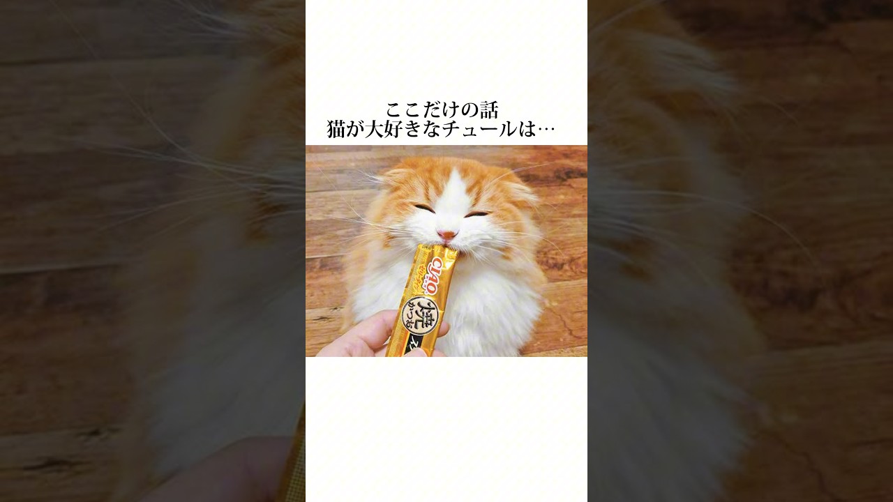 ネコの秘密ってほんまに全部可愛いwww【雑学】ネコの笑って泣ける秘密10選を大公開🤫可愛すぎます‼︎ #猫 #ネコ#キャットフード