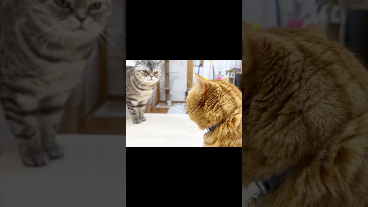 茶色いまんまるのものを見ると... #猫 #マンチカン #shorts