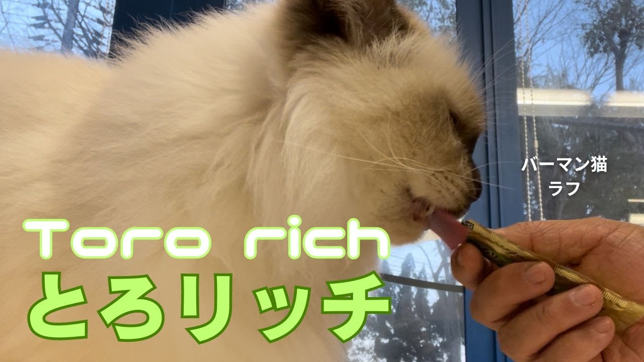 バーマン猫ラフ【とろリッチ】Toro rich（バーマン猫）Birman /Cat