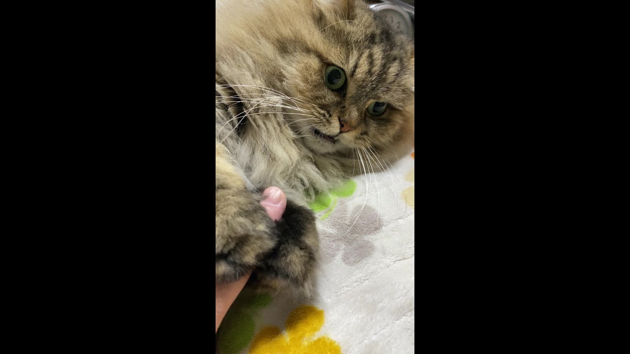 くさっ #shorts #cat #チンチラゴールデン