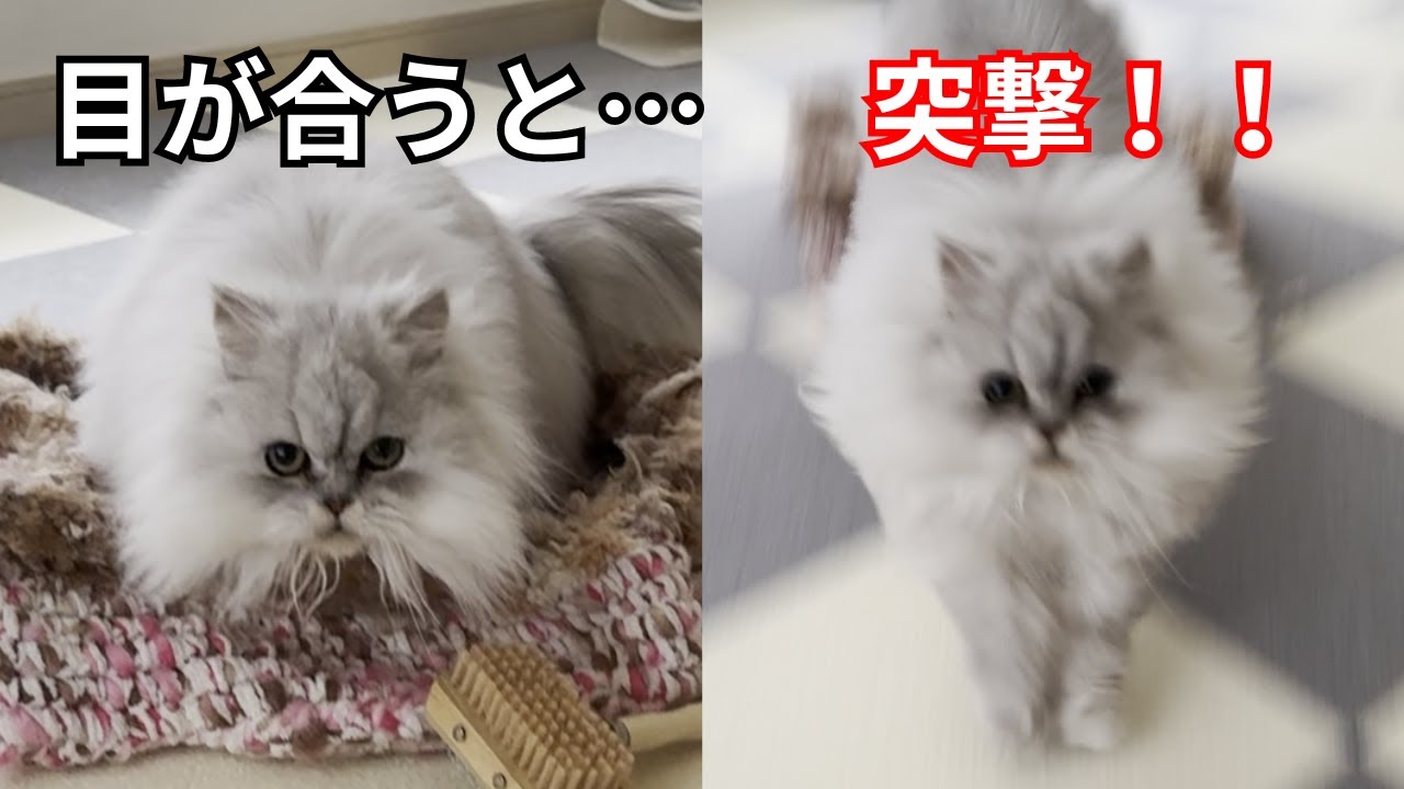 【ペルシャ猫】目が合うと突撃してくる！！