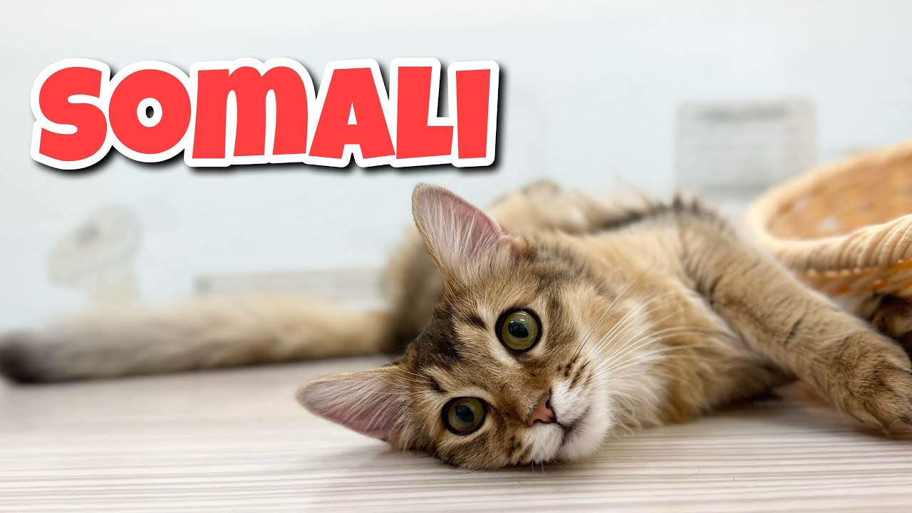 【2024.3.6】ハンターモードのソマリちゃん☆猫じゃらしは絶対に逃がさない！