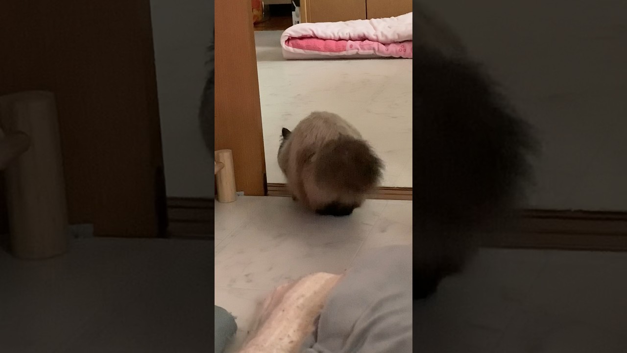 げんたくんのおしりフリフリ#猫 #ヒマラヤン #猫のいる生活 #shorts