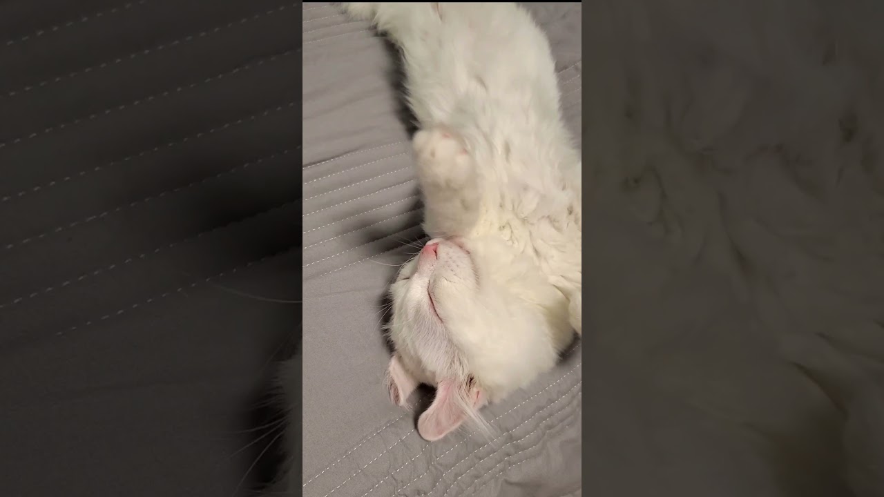 伸びがかわいすぎるアメリカンカールの子猫 #shorts #アメリカンカール #子猫