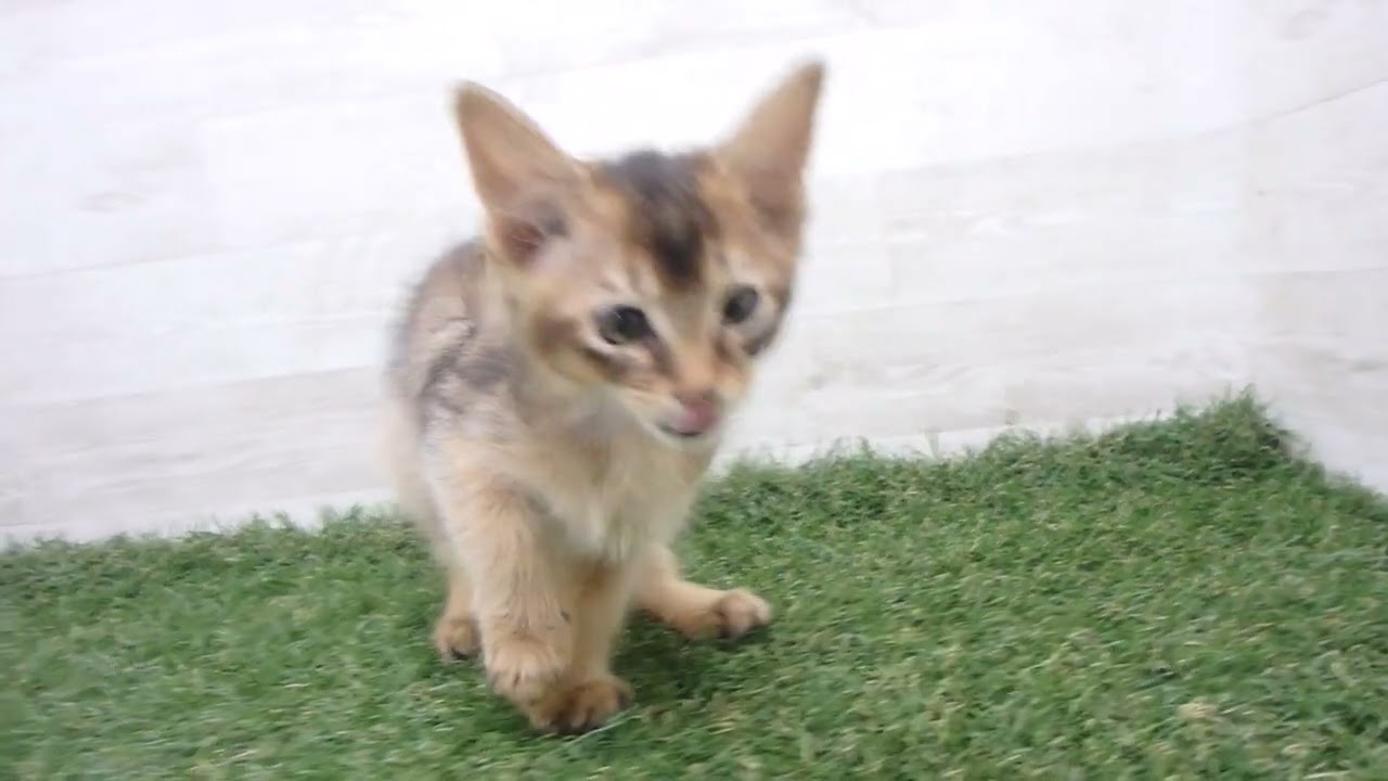 Coo&RIKU　No00667574 ソマリ