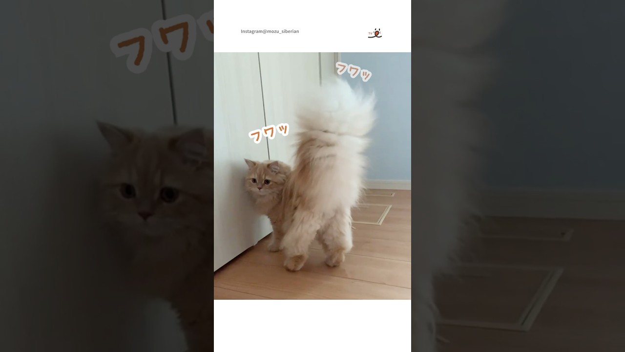ふわふわしっぽ見たい人🙋‍♀️🙋｜PECO #サイベリアン #猫 #愛猫家 #猫のいる暮らし #cat #siberian #siberianforestcat #catlover #catlife