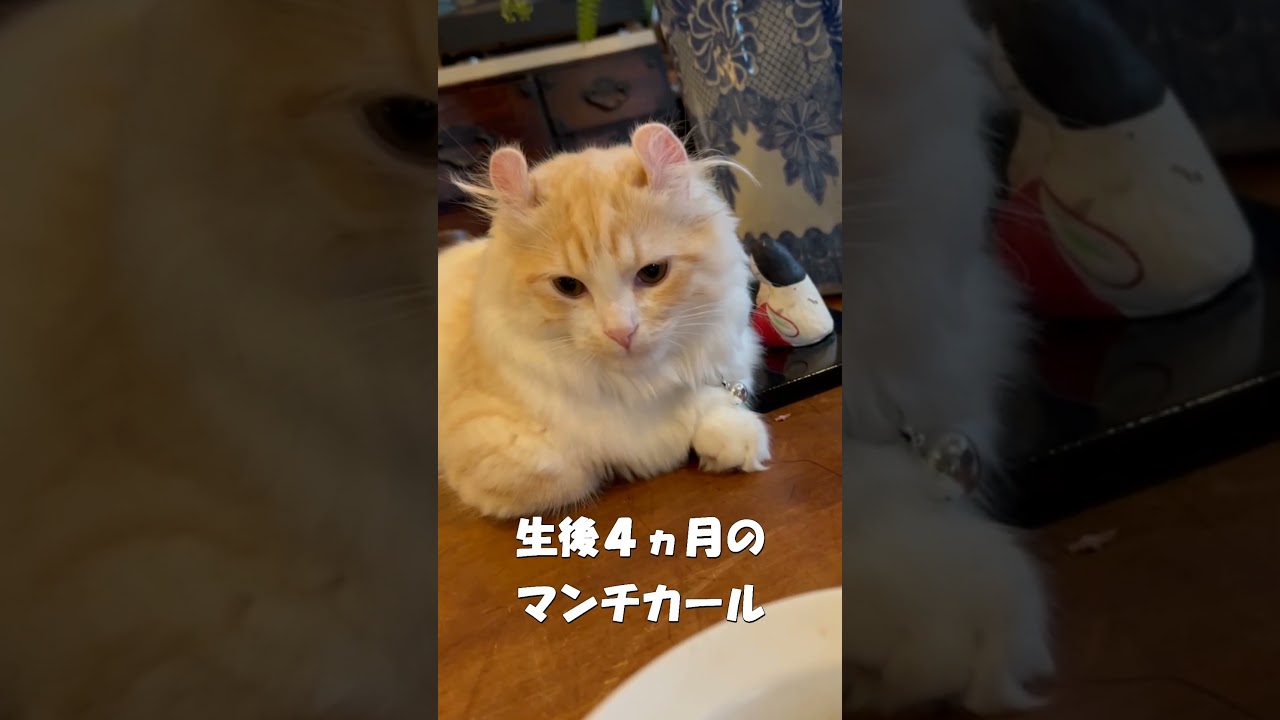 【キンカロー】ふうちゃんねる始動！【仔猫】　#shorts　#猫　#仔猫