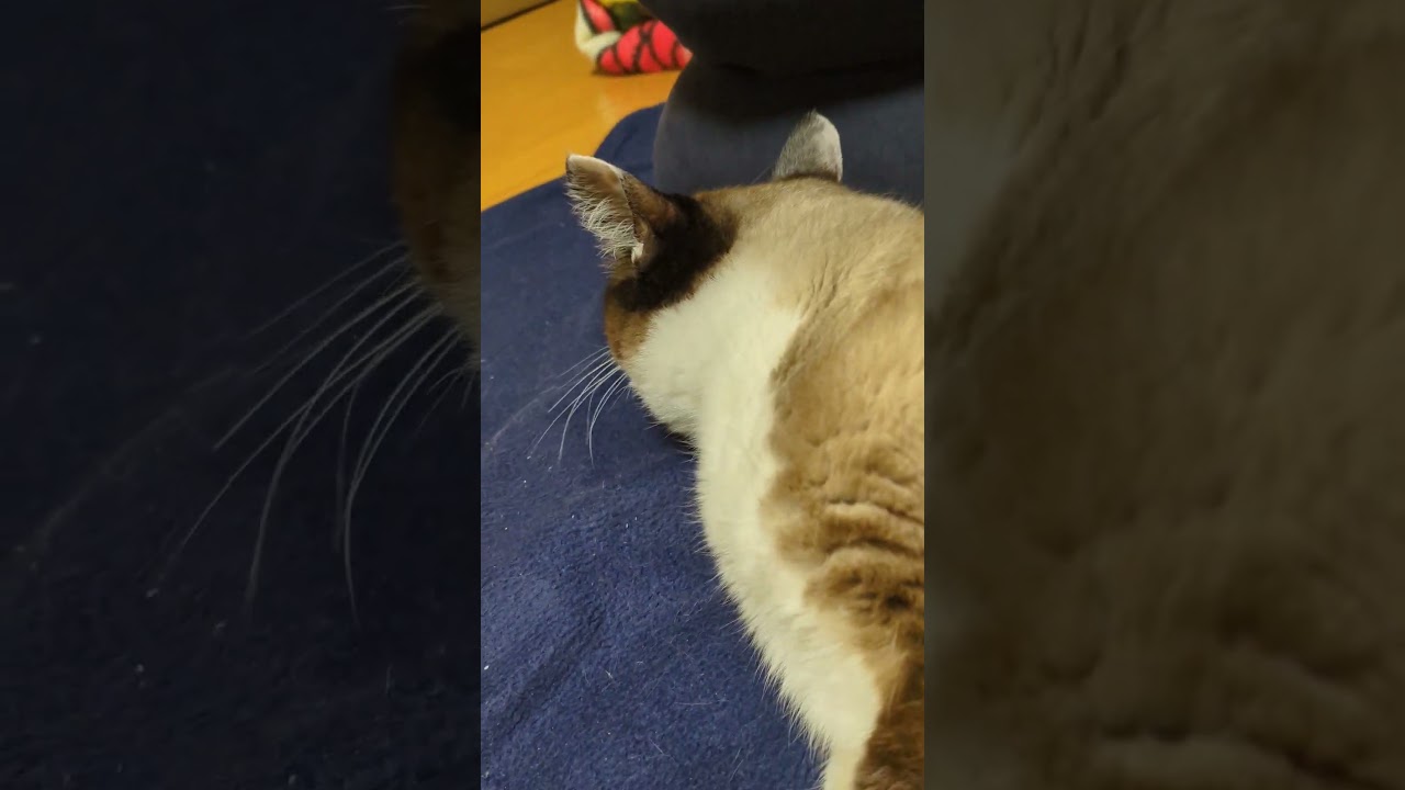 そらくん　素朴なケツたたき〜感謝 #shortsyoutube #スノーシュー猫