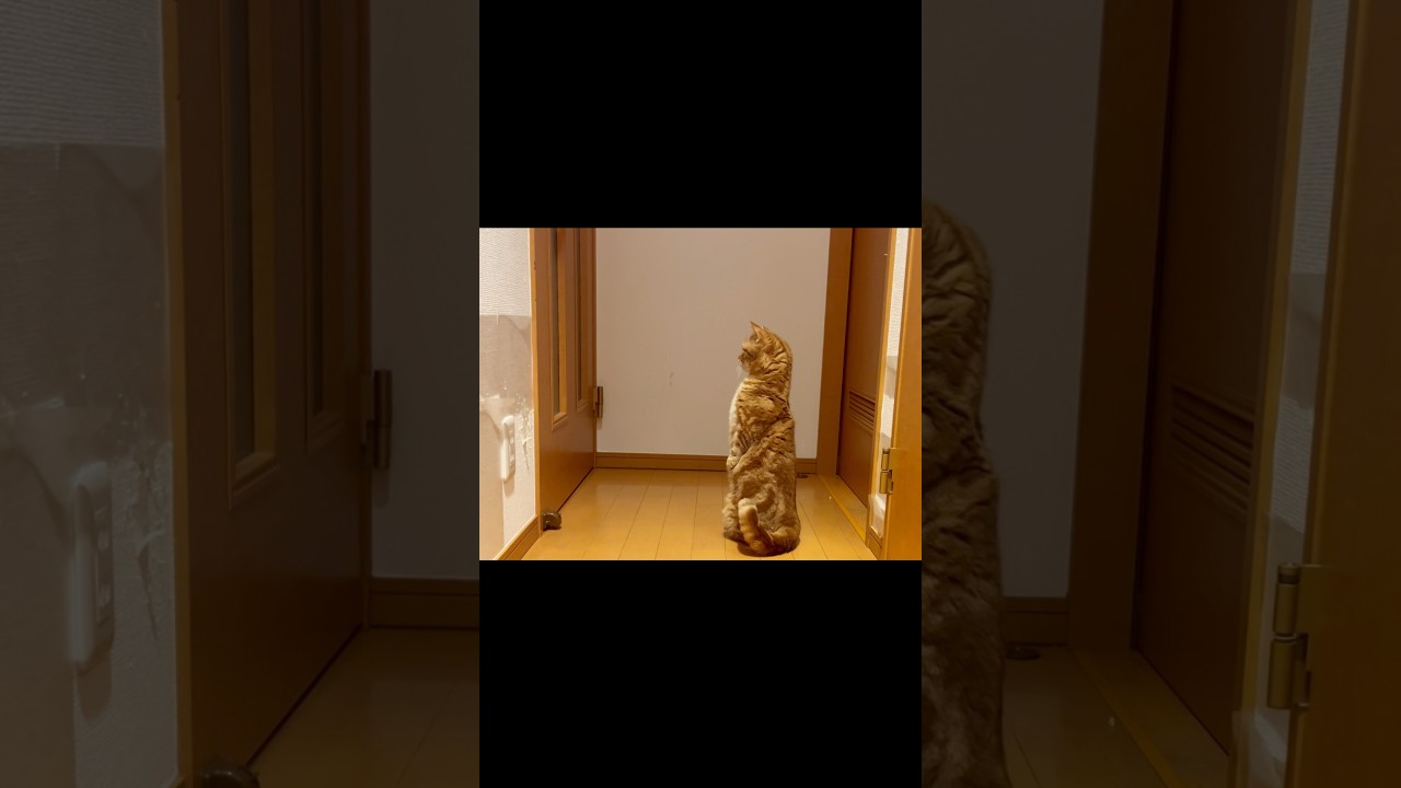 世界一美しいマンチカン立ち #cat #shorts