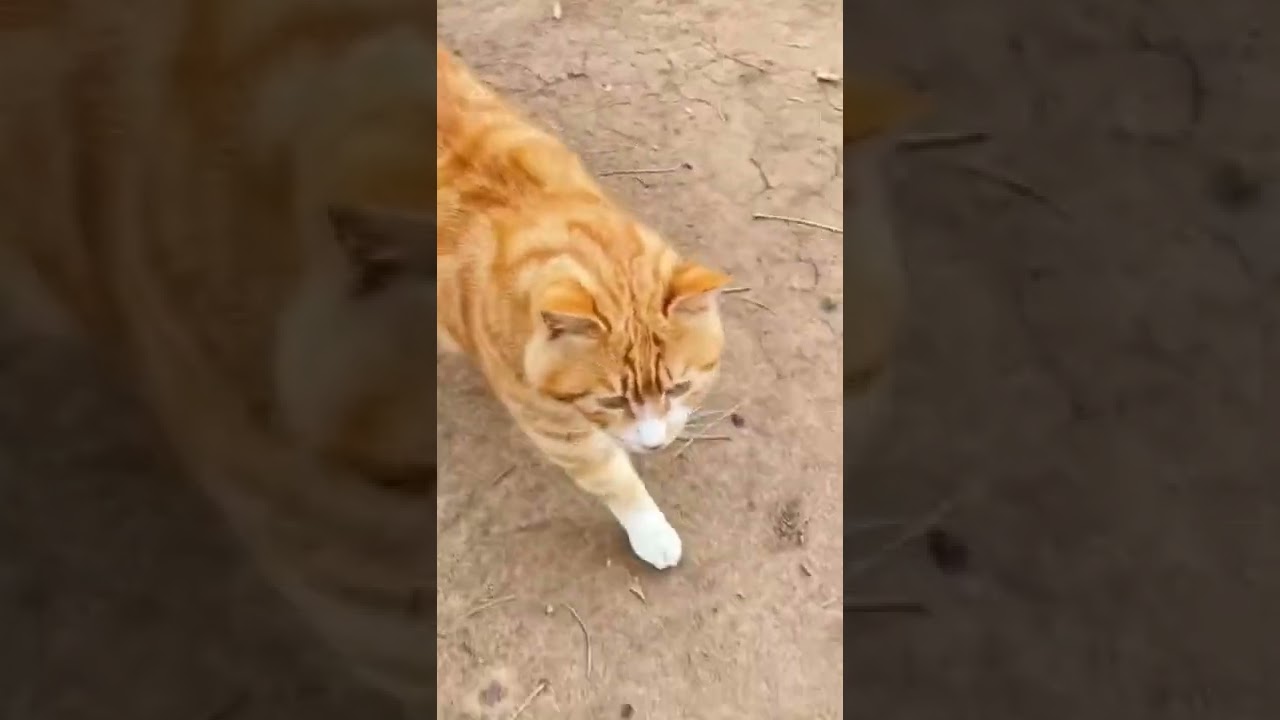 Meow 😸 Cutest And Funny Brown Cat 🐱 #petslover #cats #animals #shorts