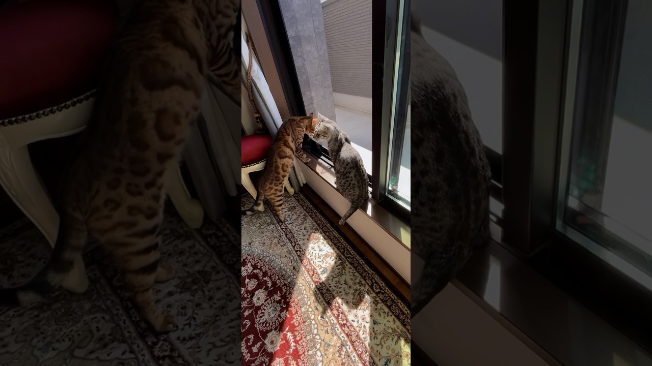 2階ポカポカ　気持ちええ　ニャンズ😻😽#cat #ニャン #オシキャット #ベンガル #癒し動画 #2階