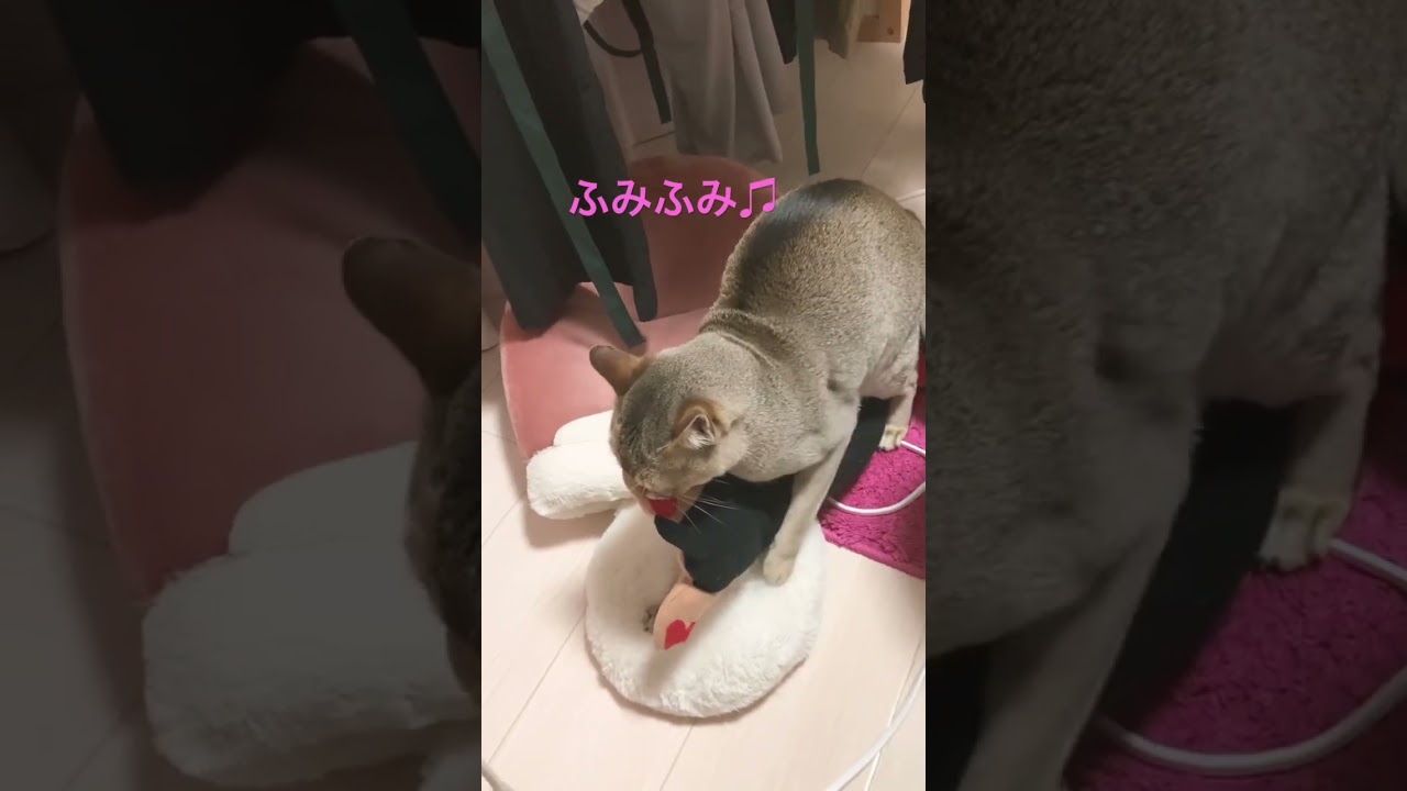 フミフミがちょっと..いや..だいぶ変だよ⁈　#シンガプーラ #ねこのきもち #ふみふみ #ペット #おもしろ動画