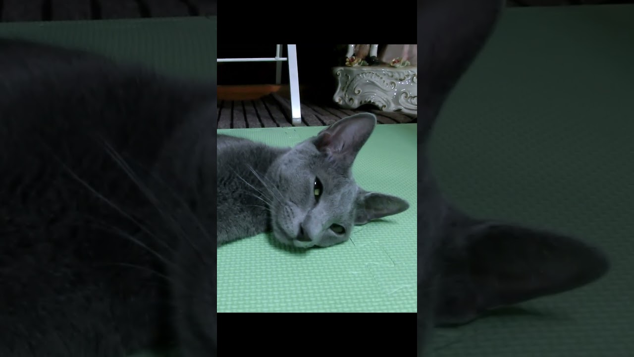 猫、起きそうで起きない🙀　（Cat is about to wake up but doesn't 🙀）#shorts
