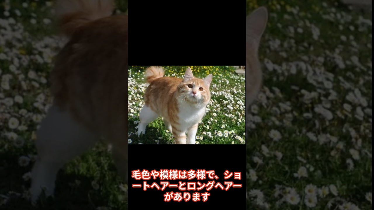 アメリカンカール