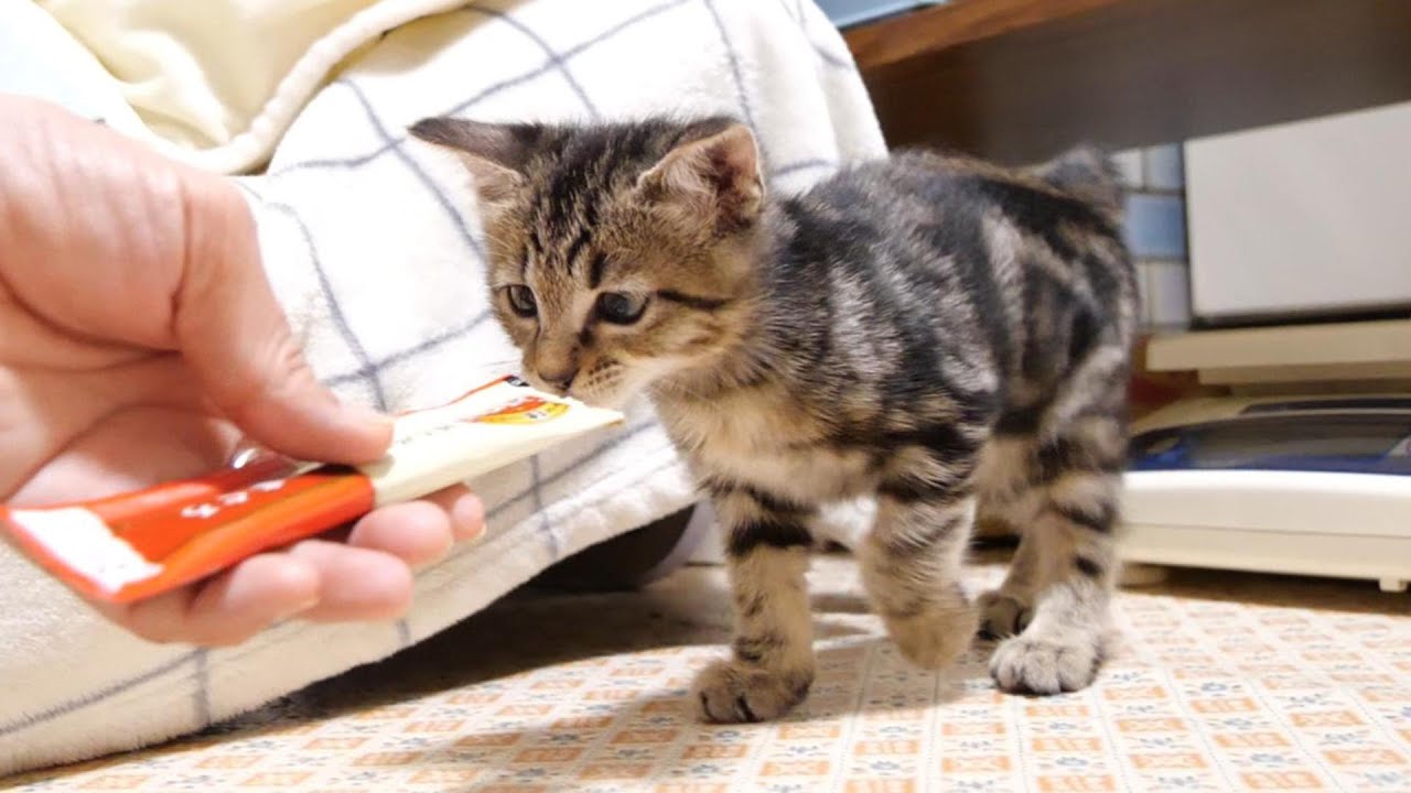 初めて体験！　チュールの虜になった子猫たちが、洗い物するママに２本目をおねだりする【赤ちゃん猫　保護猫】