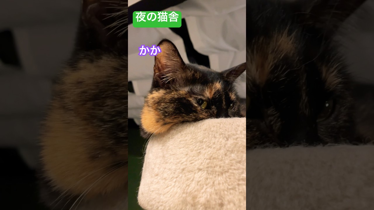 夜の猫舎 #さかがみ家 #保護犬 #保護猫 #坂上忍 #dogs #cats #shorts