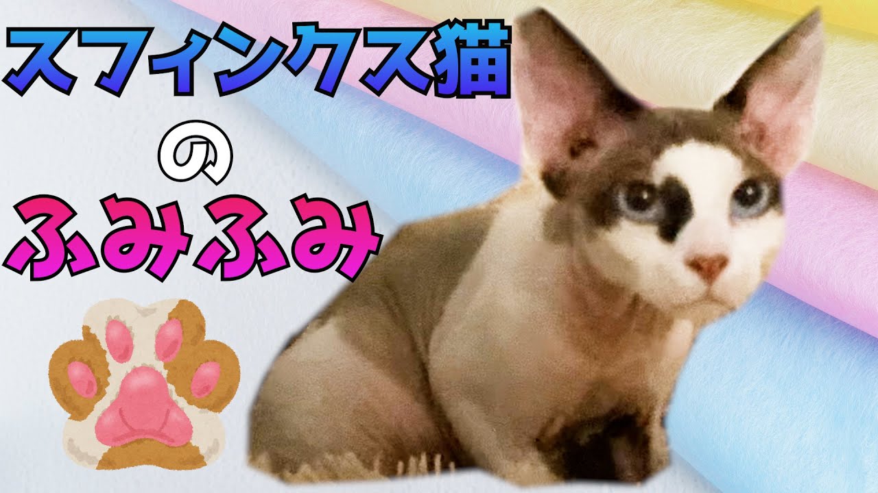 116:スフィンクス猫のふみふみ